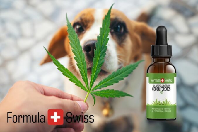 Cbd olier til hunde: Schweizisk kvalitet fra formula swiss vinder frem i danmark