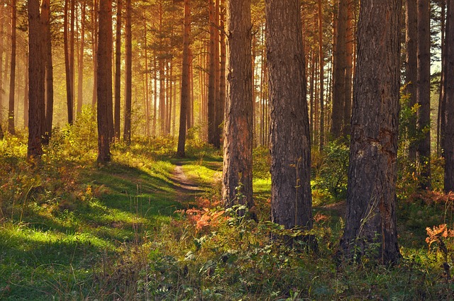 Gældens labyrint: Find vej i lånejunglen