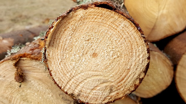 Savbukkens historie og dens vigtige rolle i træindustrien