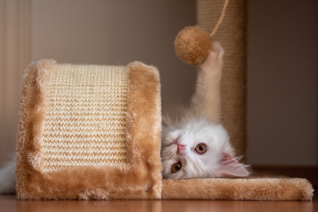 Giv din kat et kradsetræ med stil: De nyeste trends inden for katte-møbler